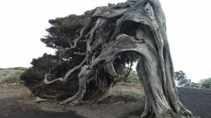 Le sabinal, arbre emblématique de El Hierro 